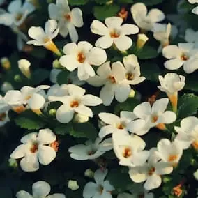 Bacopa Monnieri